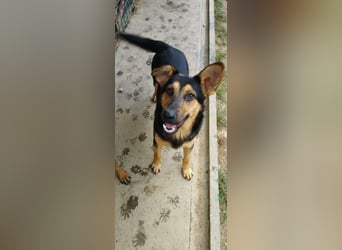 FRED - der hübsche junge Mann ist noch etwas skeptisch und sucht geduldige Menschen, gerne mit Hund