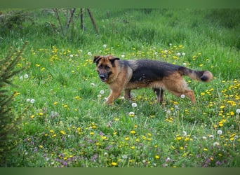 FLORA - wer möchte mit mir knuddeln, spielen, lernen + mir ein tolles Zuhause schenken?