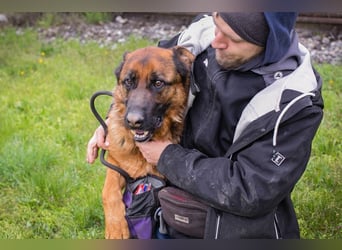 CLINT - wer hilft dem hübschen Rüden, dem Tierheimstress zu entkommen und schenkt ihm ein Zuhause?