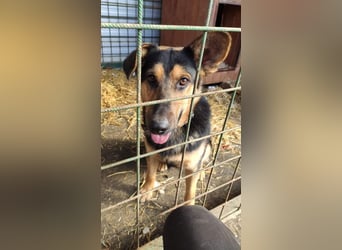 FRED - der hübsche junge Mann ist noch etwas skeptisch und sucht geduldige Menschen, gerne mit Hund