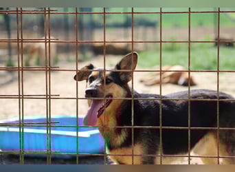 FRED - der hübsche junge Mann ist noch etwas skeptisch und sucht geduldige Menschen, gerne mit Hund