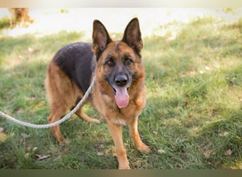 Chip 153144 - Schäderhundfans aufgepasst.....hier kommt sie und sucht Euch