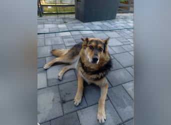 LINDA - eine wundervolle Seele sucht ihr Für-immer-Zuhause!