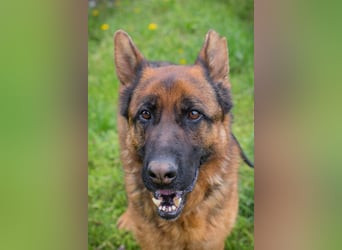 CLINT - wer hilft dem hübschen Rüden, dem Tierheimstress zu entkommen und schenkt ihm ein Zuhause?