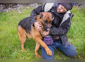 CLINT - wer hilft dem hübschen Rüden, dem Tierheimstress zu entkommen und schenkt ihm ein Zuhause?