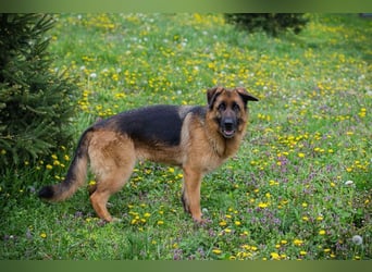 FLORA - wer möchte mit mir knuddeln, spielen, lernen + mir ein tolles Zuhause schenken?