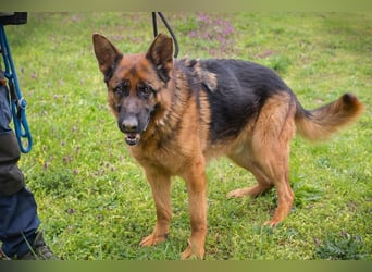 CLINT - wer hilft dem hübschen Rüden, dem Tierheimstress zu entkommen und schenkt ihm ein Zuhause?