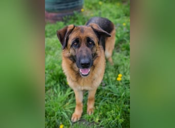 FLORA - wer möchte mit mir knuddeln, spielen, lernen + mir ein tolles Zuhause schenken?