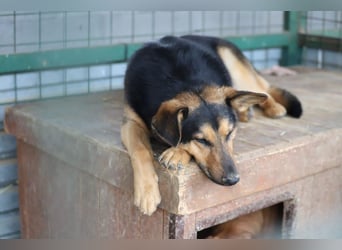 FRED - der hübsche junge Mann ist noch etwas skeptisch und sucht geduldige Menschen, gerne mit Hund