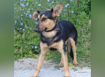 FRED - der hübsche junge Mann ist noch etwas skeptisch und sucht geduldige Menschen, gerne mit Hund