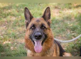 Chip 153144 - Schäderhundfans aufgepasst.....hier kommt sie und sucht Euch