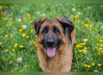 FLORA - wer möchte mit mir knuddeln, spielen, lernen + mir ein tolles Zuhause schenken?