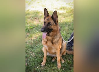 Chip 153144 - Schäderhundfans aufgepasst.....hier kommt sie und sucht Euch