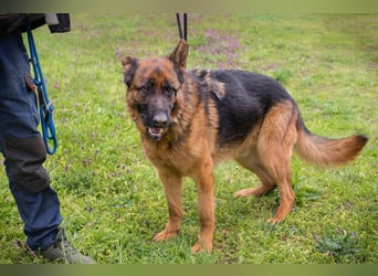 CLINT - wer hilft dem hübschen Rüden, dem Tierheimstress zu entkommen und schenkt ihm ein Zuhause?