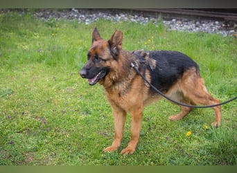 CLINT - wer hilft dem hübschen Rüden, dem Tierheimstress zu entkommen und schenkt ihm ein Zuhause?