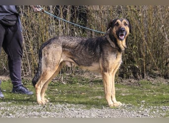 Maxi ~ Sanft und lieb ~ warum auf Straße ausgesetzt ?