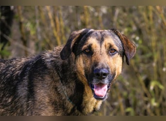 Maxi ~ Sanft und lieb ~ warum auf Straße ausgesetzt ?