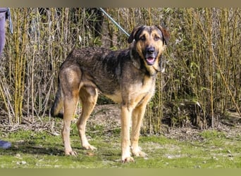 Maxi ~ Sanft und lieb ~ warum auf Straße ausgesetzt ?