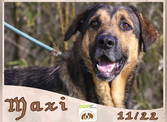 Maxi ~ Sanft und lieb ~ warum auf Straße ausgesetzt ?