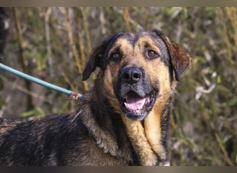 Maxi ~ Sanft und lieb ~ warum auf Straße ausgesetzt ?