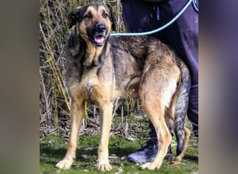 Maxi ~ Sanft und lieb ~ warum auf Straße ausgesetzt ?