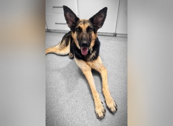 Mylka - grosses Herz sucht grosse Couch