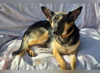 Mylka - grosses Herz sucht grosse Couch