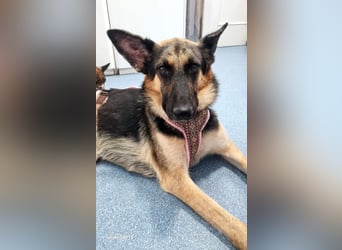 Mylka - grosses Herz sucht grosse Couch