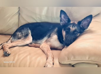 Mylka - grosses Herz sucht grosse Couch