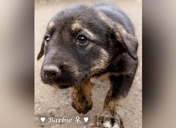 Barbie, Betty, Becky und Brenda suchen ab Mitte Januar ein Zuhause Barbie, Betty, Becky und Brenda suchen ab Mitte Januar ein Zuhause