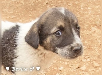 Bill, Bob und Bertie suchen ab Mitte Januar ein Zuhause Bill, Bob und Bertie suchen ab Mitte Januar ein Zuhause