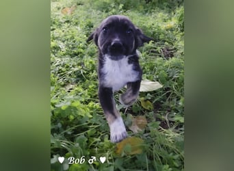 Update: Brenda, Bill, Bob und Bertie suchen ab Anfang Januar ein Zuhause