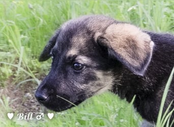 Update: Brenda, Bill, Bob und Bertie suchen ab Anfang Januar ein Zuhause