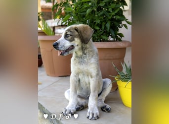 D'Artagnan, Bizou und Biala suchen ein Zuhause