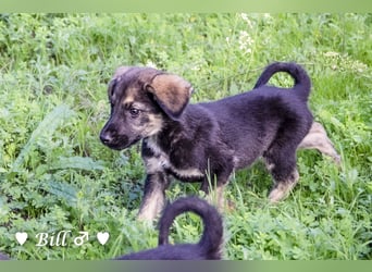 Update: Brenda, Bill, Bob und Bertie suchen ab Anfang Januar ein Zuhause