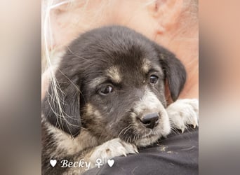 Barbie, Betty, Becky und Brenda suchen ab Mitte Januar ein Zuhause Barbie, Betty, Becky und Brenda suchen ab Mitte Januar ein Zuhause