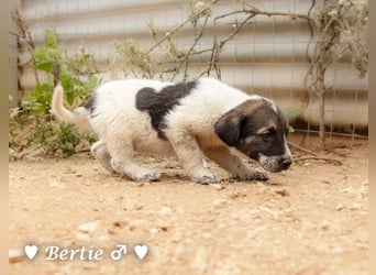 Bill, Bob und Bertie suchen ab Mitte Januar ein Zuhause Bill, Bob und Bertie suchen ab Mitte Januar ein Zuhause