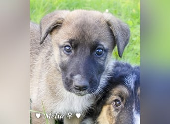 Die M-Mädels suchen ab Januar ein Zuhause