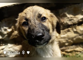 D'Artagnan, Bizou und Biala suchen ein Zuhause