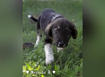 Update: Brenda, Bill, Bob und Bertie suchen ab Anfang Januar ein Zuhause