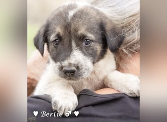 Bill, Bob und Bertie suchen ab Mitte Januar ein Zuhause Bill, Bob und Bertie suchen ab Mitte Januar ein Zuhause