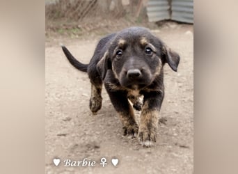 Barbie, Betty, Becky und Brenda suchen ab Mitte Januar ein Zuhause Barbie, Betty, Becky und Brenda suchen ab Mitte Januar ein Zuhause