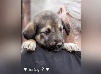 Barbie, Betty, Becky und Brenda suchen ab Mitte Januar ein Zuhause Barbie, Betty, Becky und Brenda suchen ab Mitte Januar ein Zuhause