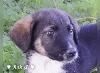 Update: Brenda, Bill, Bob und Bertie suchen ab Anfang Januar ein Zuhause