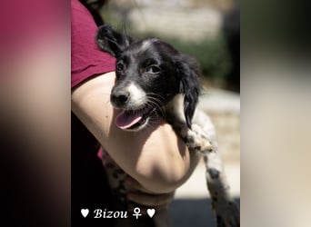 Mischlingswelpen D'Artagnan, Bizou und Biala suchen ein Zuhause