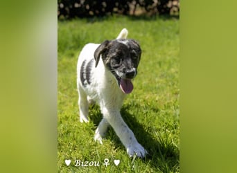 D'Artagnan, Bizou und Biala suchen ein Zuhause