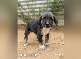 Bill, Bob und Bertie suchen ab Mitte Januar ein Zuhause Bill, Bob und Bertie suchen ab Mitte Januar ein Zuhause