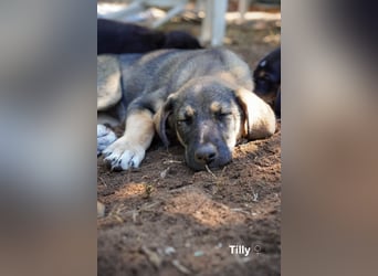Tilly und Theo suchen noch ein Zuhause