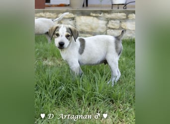 D'Artagnan, Bizou und Biala suchen ein Zuhause