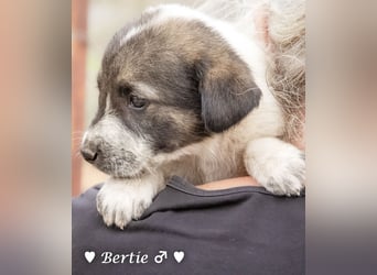 Bill, Bob und Bertie suchen ab Mitte Januar ein Zuhause Bill, Bob und Bertie suchen ab Mitte Januar ein Zuhause
